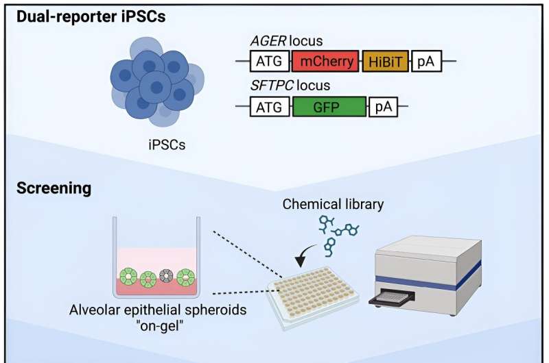 Co<em></em>nstructing 'on-gel' alveolar organoids as a new screening platform